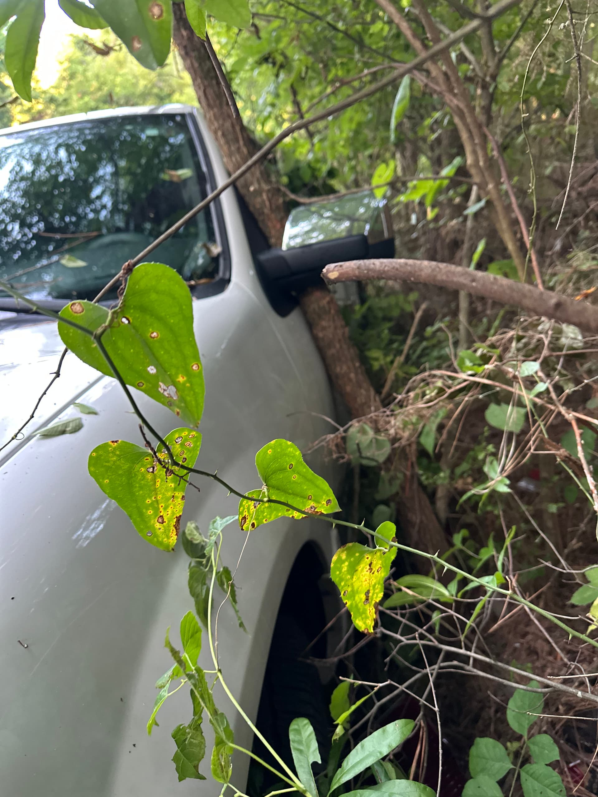 Large SUV Winch-Out Recovery From a Wooded Roadside image